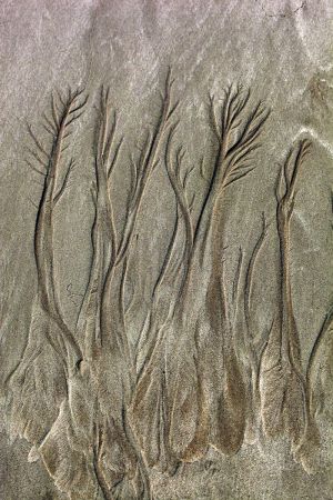 Cable Beach Sand Tree Patterns 